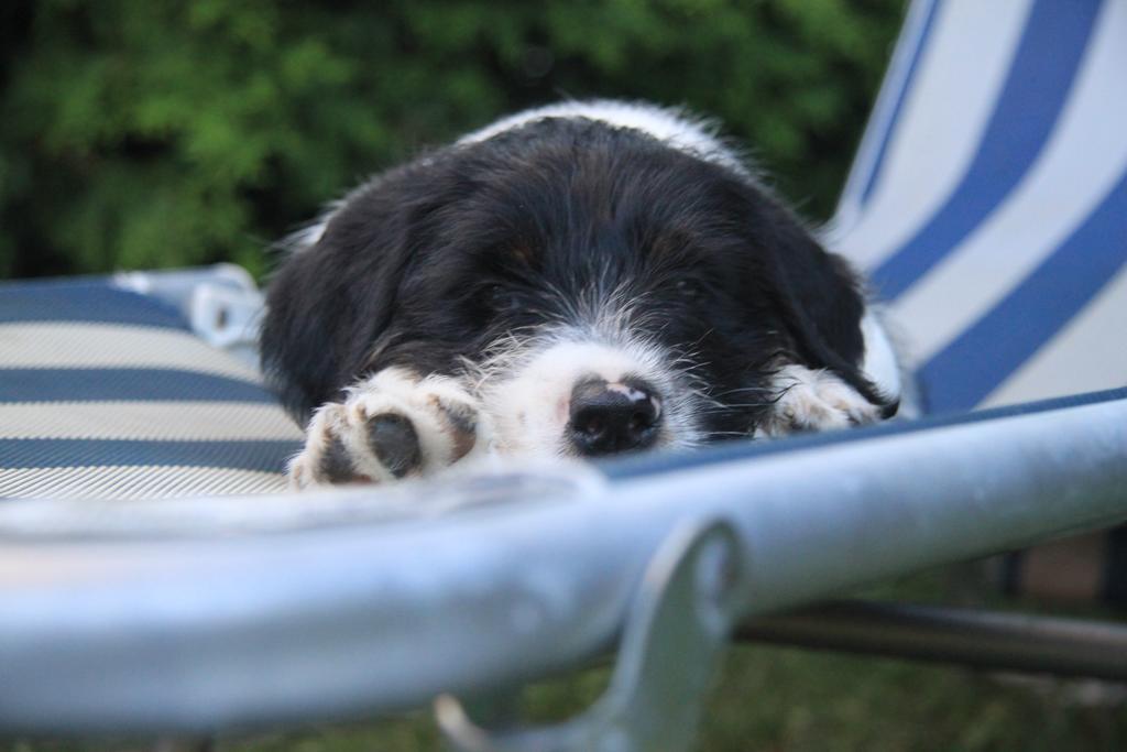 Hunde und Kinder sind in der Gartenwohnung Gretl mit Biotop in Seenähe herzlich willkommen Seeboden am Millstätter See Exterior foto